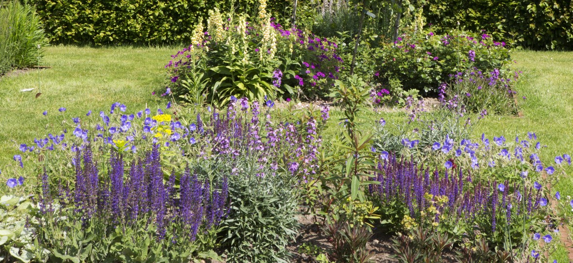 Euphorbia border