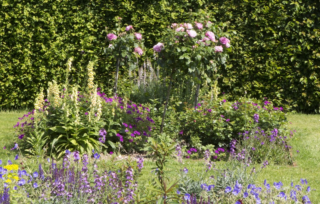 Engelse border met rozen