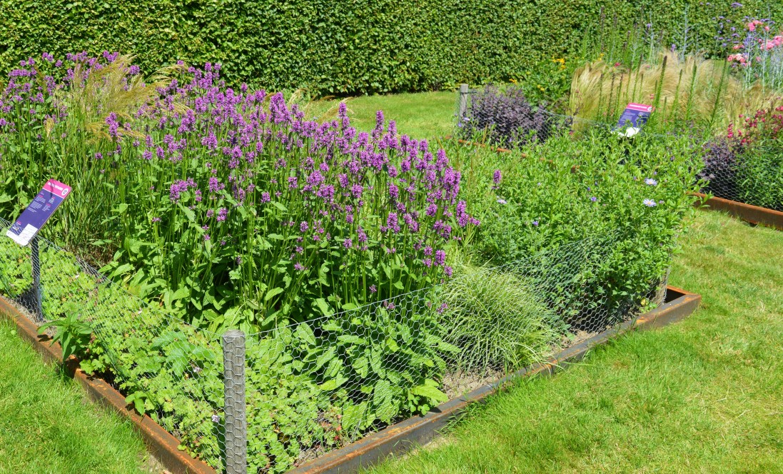 Sterke planten border