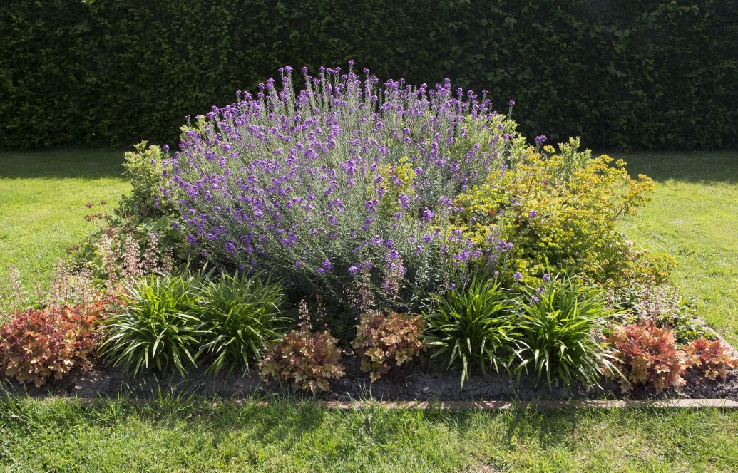 Wintergroene border met bladplanten