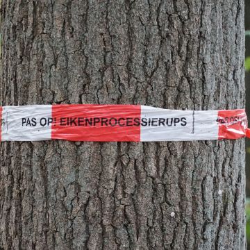 Wat moet je weten over de eikenprocessierups?