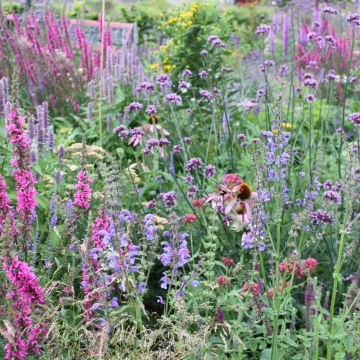 Alles wat je moet weten over wilde- en heemplanten!
