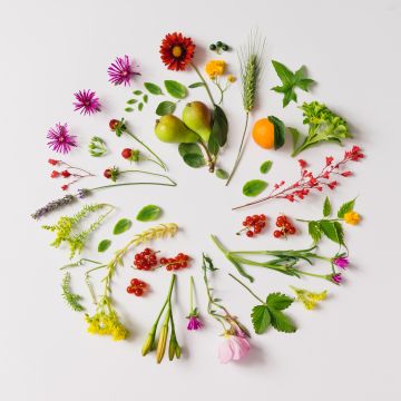 Hoe belangrijk is de kleur van je plant?