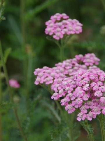 Achillea millefolium 'Lilac Beauty' - Duizendblad