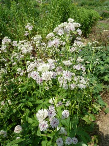 Astrantia major 'Shaggy' - Wit zeeuws knoopje