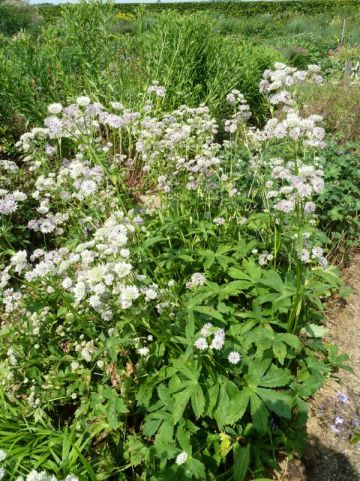 Astrantia major 'Shaggy' - Wit zeeuws knoopje
