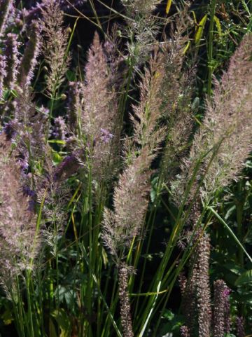 Calamagrostis brachytricha 'Mona' - Diamantgras