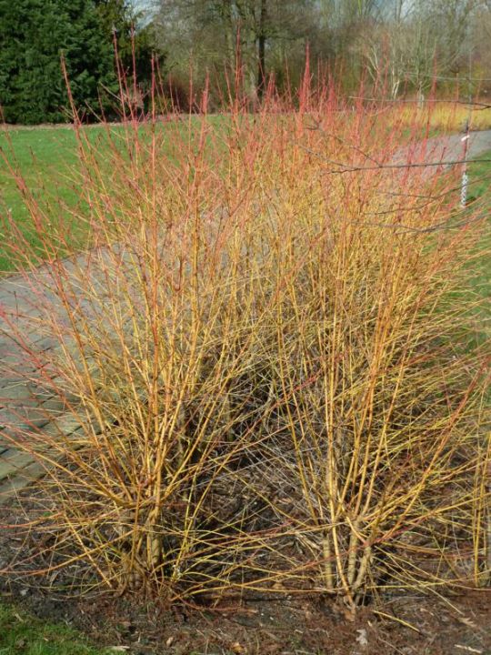 Cornus sanguinea 'Midwinter Fire' - Kornoelje | De Tuinen van Appeltern