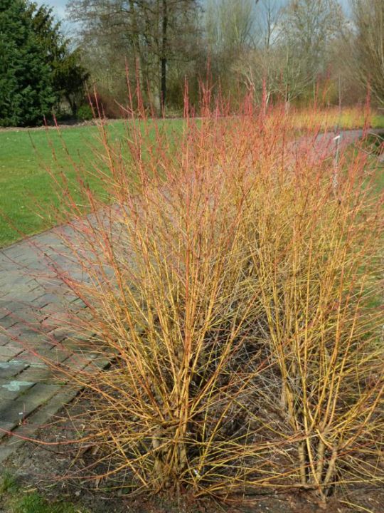 Cornus sanguinea 'Midwinter Fire' - Kornoelje | De Tuinen van Appeltern