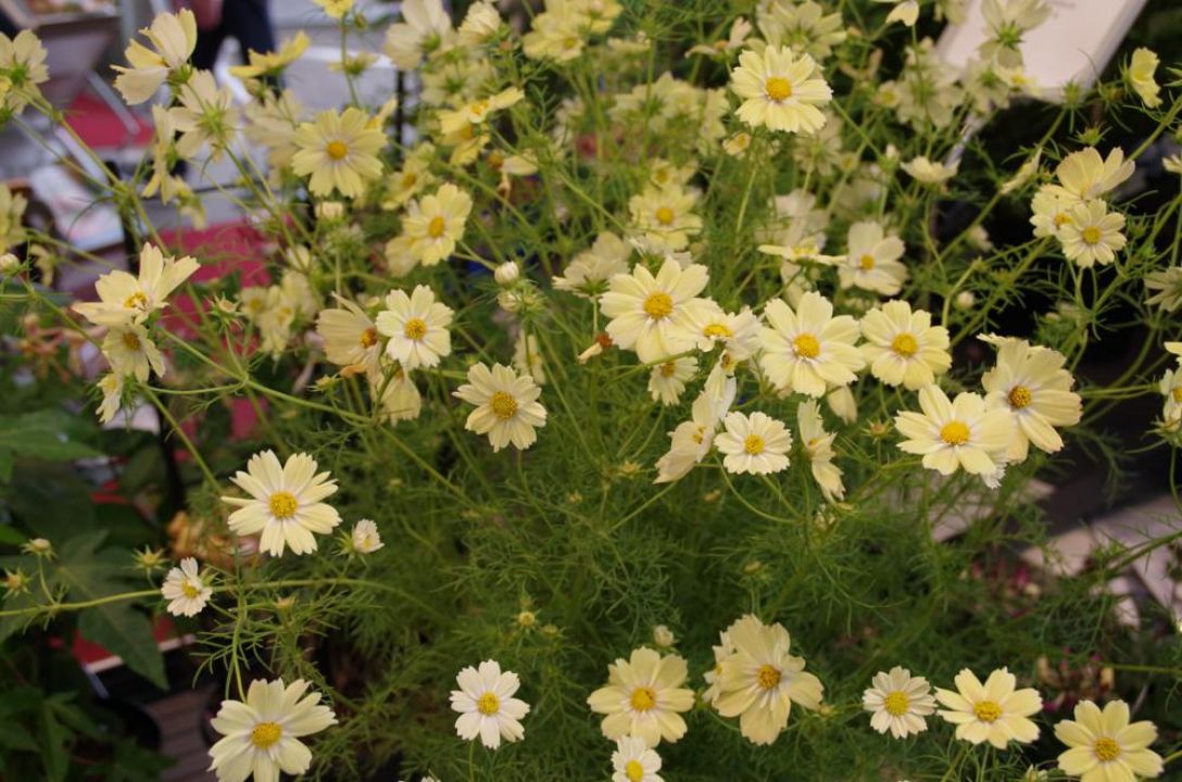 Cosmos bipinnatus 'Xanthos' - Cosmea | De Tuinen van Appeltern