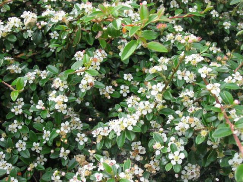 Cotoneaster radicans &lsquo;Eichholz&rsquo; - Dwergmispel | De Tuinen van Appeltern