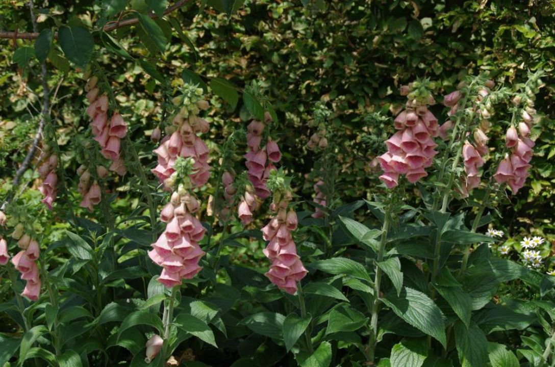 Digitalis 'Mertonensis' Roze vingerhoedskruid De Tuinen van Appeltern