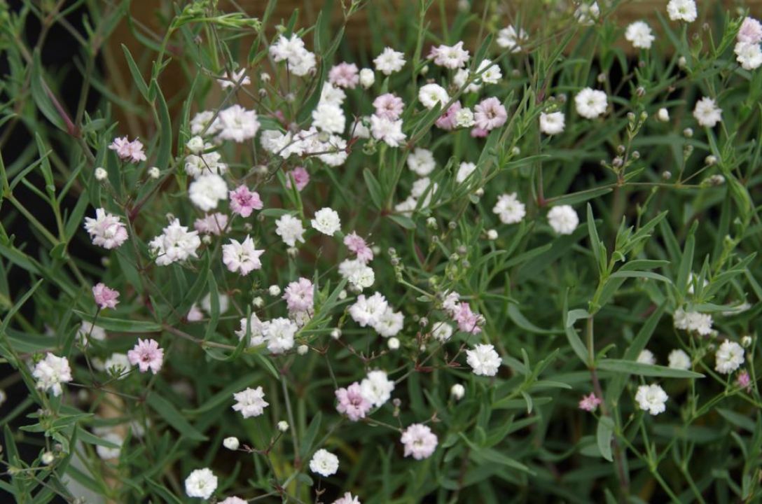 Gypsophila 'Rosenschleier' Gipskruid De Tuinen van Appeltern