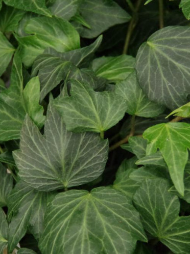 Hedera helix 'Green Ripple' - Klimop | De Tuinen van Appeltern