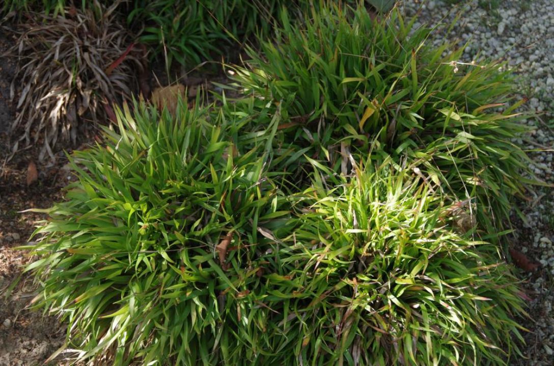 Luzula pilosa ‘Igel’ - Behaarde veldbies | De Tuinen van Appeltern