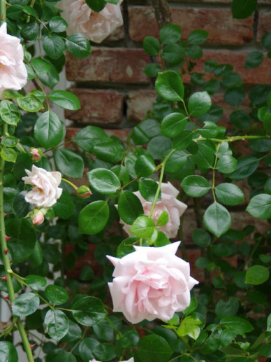 Klimroos - Rosa 'New Dawn' - Kwekerij Online
