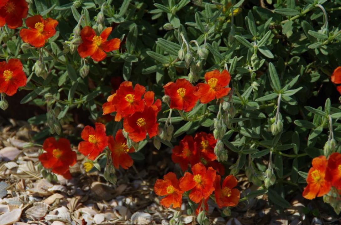 Helianthemum ‘Henfield Brilliant’ - Zonneroosje | De Tuinen van Appeltern