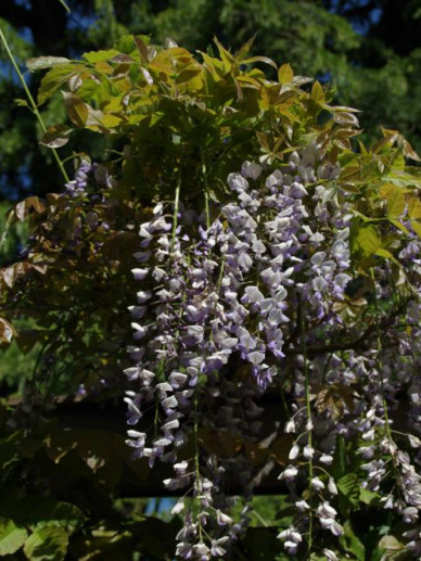 Wisteria sinensis 'Texas Purple' - Blauwe regen | De ...