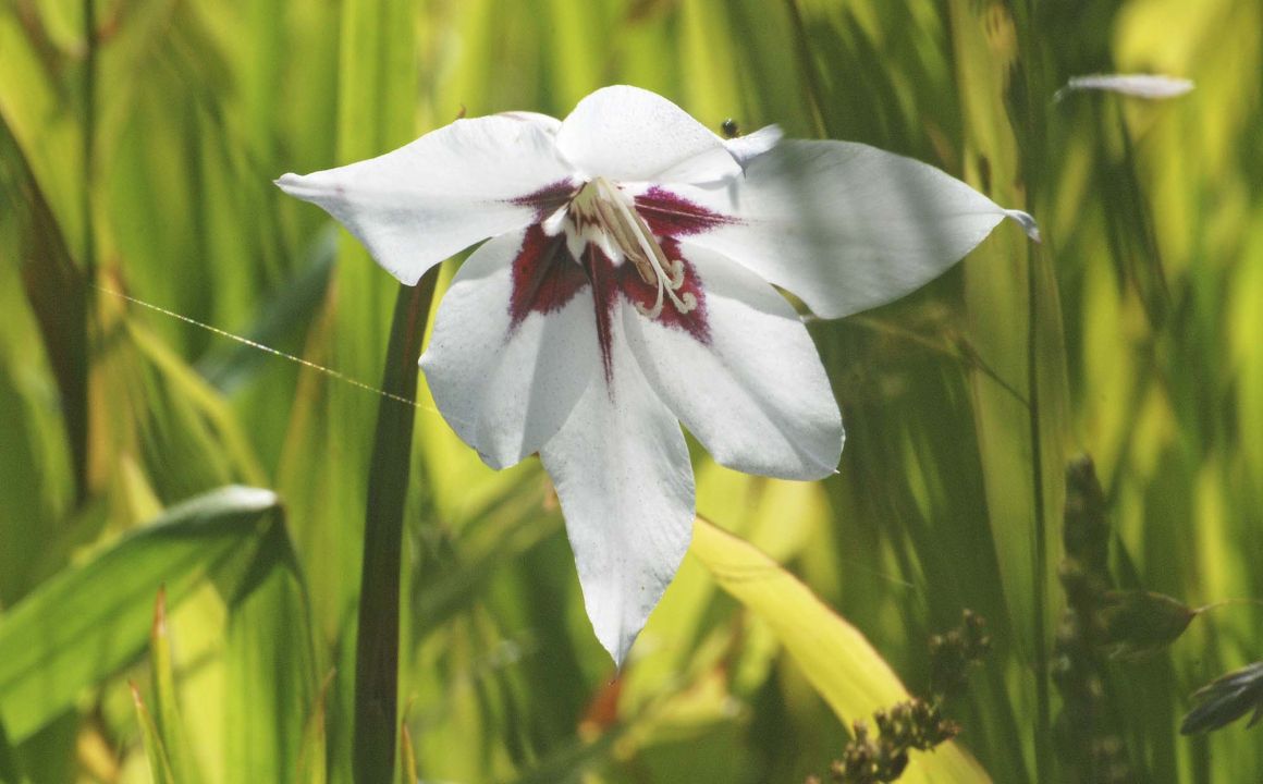 Gladiolus callianthus Abessijnse gladiool , Zwaardlelie De Tuinen van Appeltern