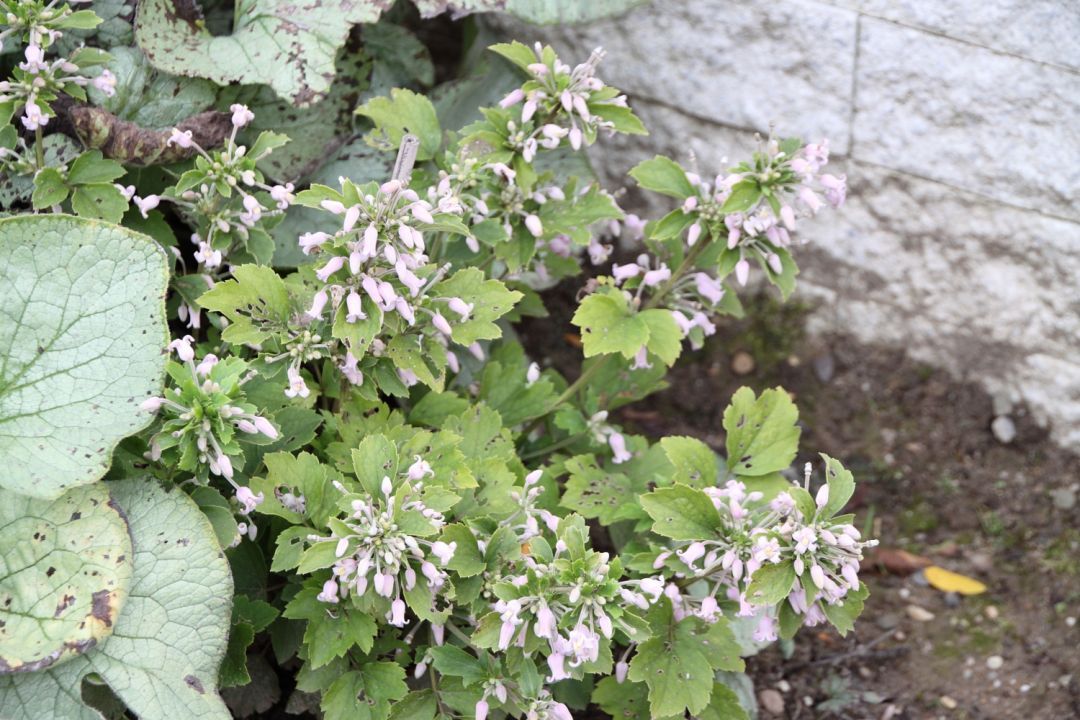 Clematis 'Pink Dwarf' (Bosrank of bosdruif) | De Tuinen ...