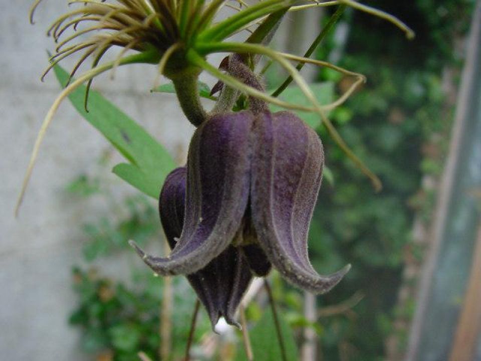 Clematis Fusca (kleine paarsbruine bloemen, kleine lila braune Blüten