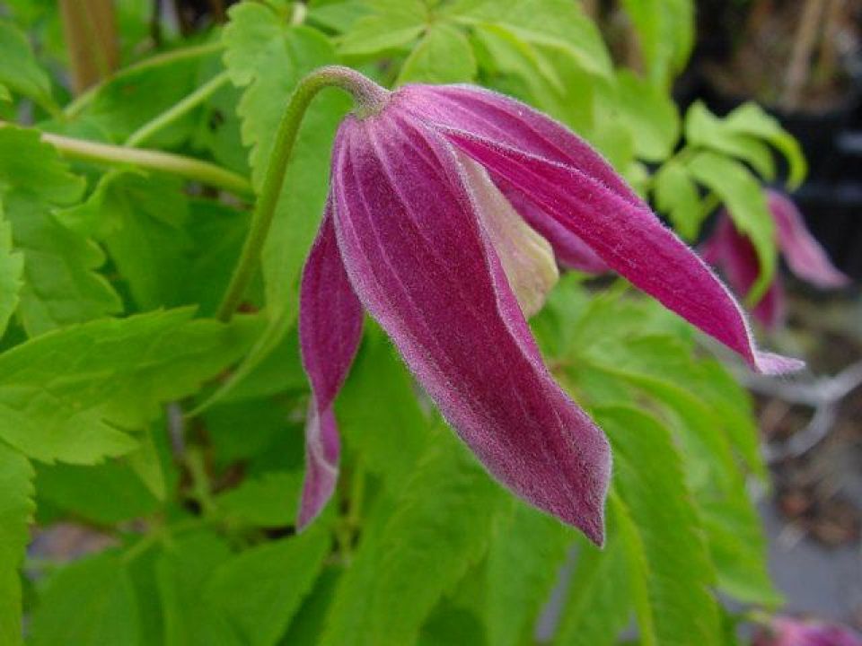 47+ Clematis Kleine Blüten, Sie sind unkomplizierter in der pflege.