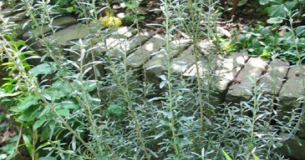 Chiliotrichum diffusum 'Siska' (Chileense Margriet) De Tuinen van