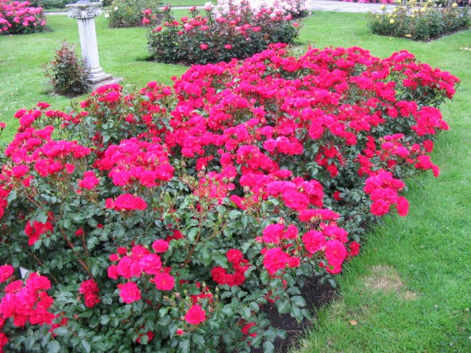 Rosa 'Rotilia' (='Korvillade') - Trosroos | De Tuinen van Appeltern