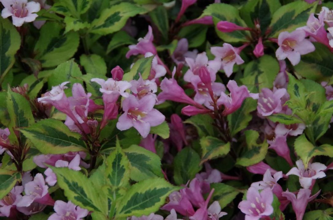 Weigela 'Magical Rainbow' (='Kolmagira') Weigelia De Tuinen van
