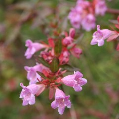 Abelia grandiflora - / Abelia grandiflora - /