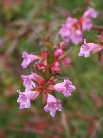 Abelia grandiflora - /