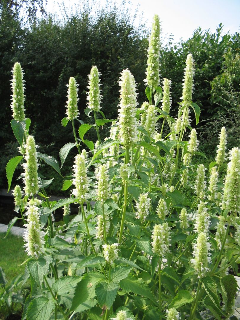 Лофант Тибетский Купить Семена В Москве