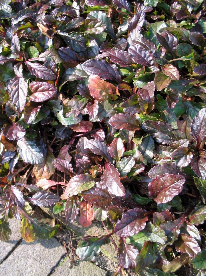 Ajuga reptans 'Purple Torch' - Kruipend zenegroen