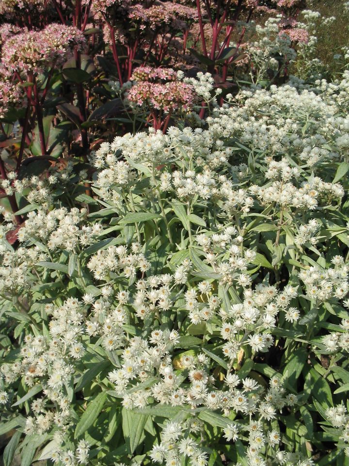 Anaphalis triplinervis 'Sommerschnee' - Siberisch edelweiss, Witte knoop