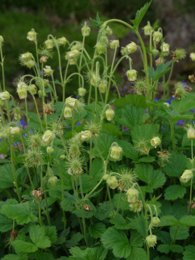 Geum rivale 'Album' - Wit knikkend nagelkruid | De Tuinen van Appeltern