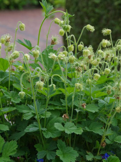Geum rivale 'Album' - Wit knikkend nagelkruid | De Tuinen van Appeltern