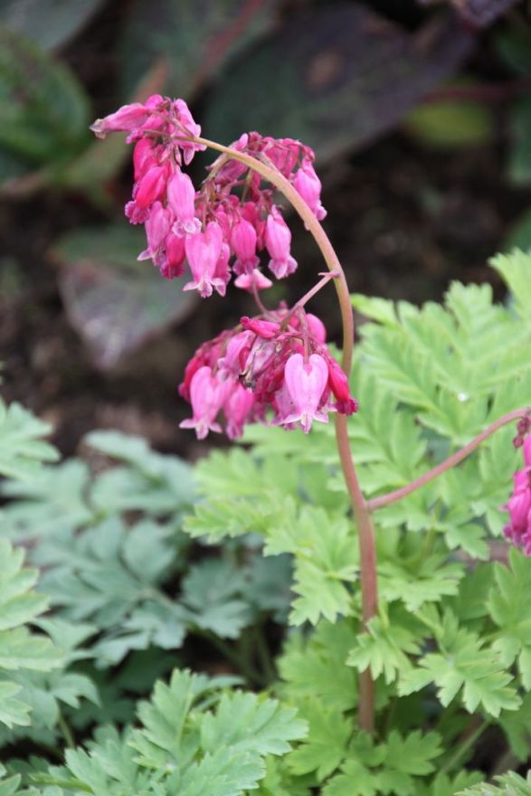 Dicentra formosa 'Luxuriant' (Gebroken Hartje) De Tuinen van Appeltern