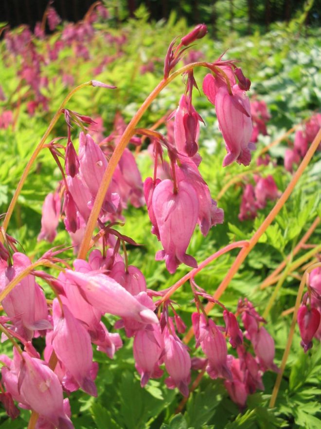 Dicentra formosa 'Luxuriant' (Gebroken Hartje) De Tuinen van Appeltern