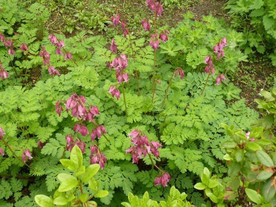 Dicentra formosa 'Luxuriant' (Gebroken Hartje) De Tuinen van Appeltern