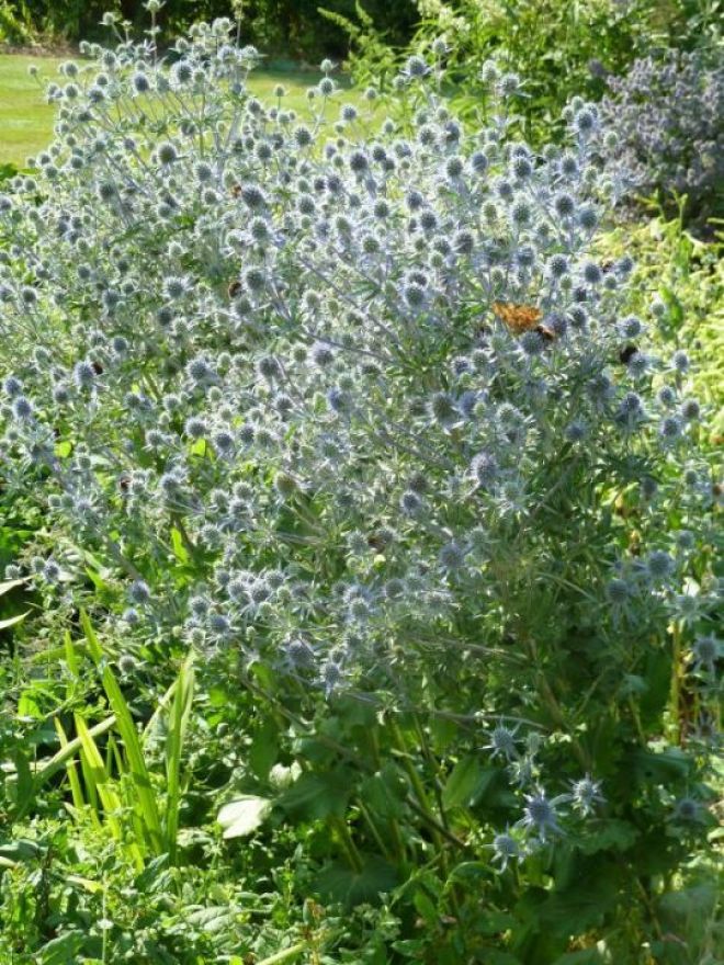 Eryngium planum (Blauwe Distel, Kruisdistel) De Tuinen van Appeltern