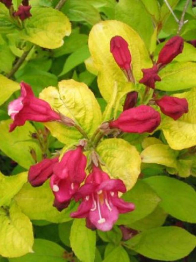 Weigela 'Briant Rubidor' (Weigelia) De Tuinen van Appeltern