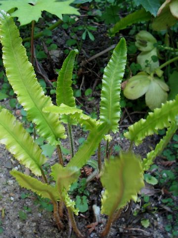 Asplenium scolopendrium 'Cristatum' - Tongvaren