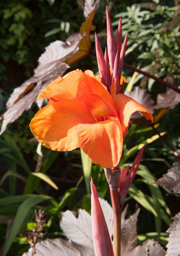Canna 'Durban' (Bloemriet) De Tuinen van Appeltern