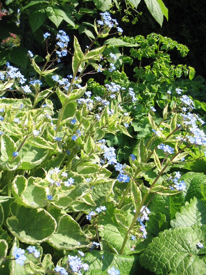 Brunnera macrophylla 'Hadspen Cream' - Kaukasisch Vergeet-mij-nietje