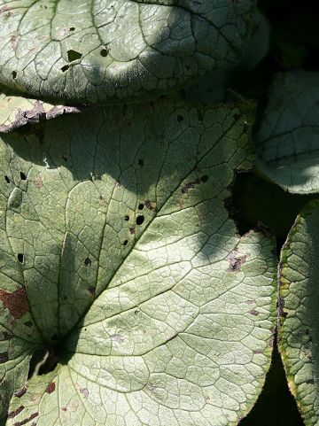Brunnera macrophylla 'Looking Glass' - Kaukasisch Vergeet-mij-nietje