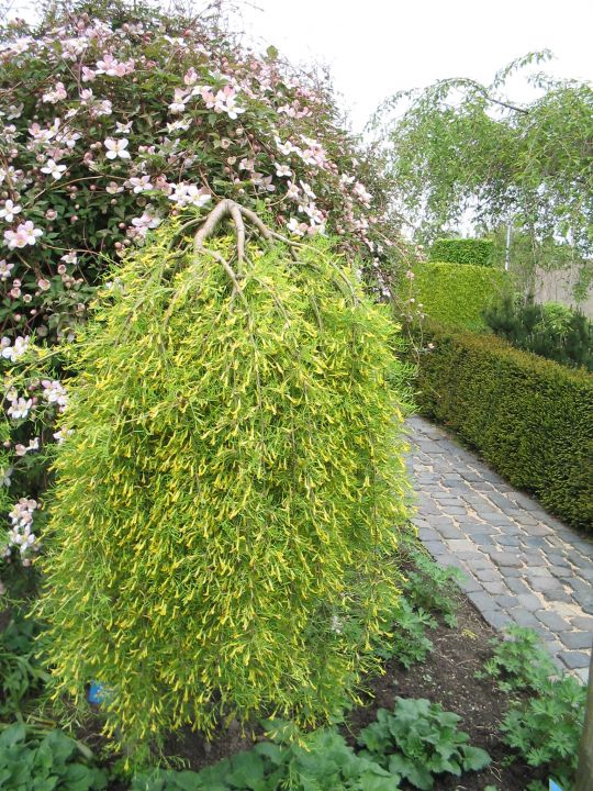 Caragana arborescens 'Pendula' Erwtenstruik (treurvorm) De Tuinen