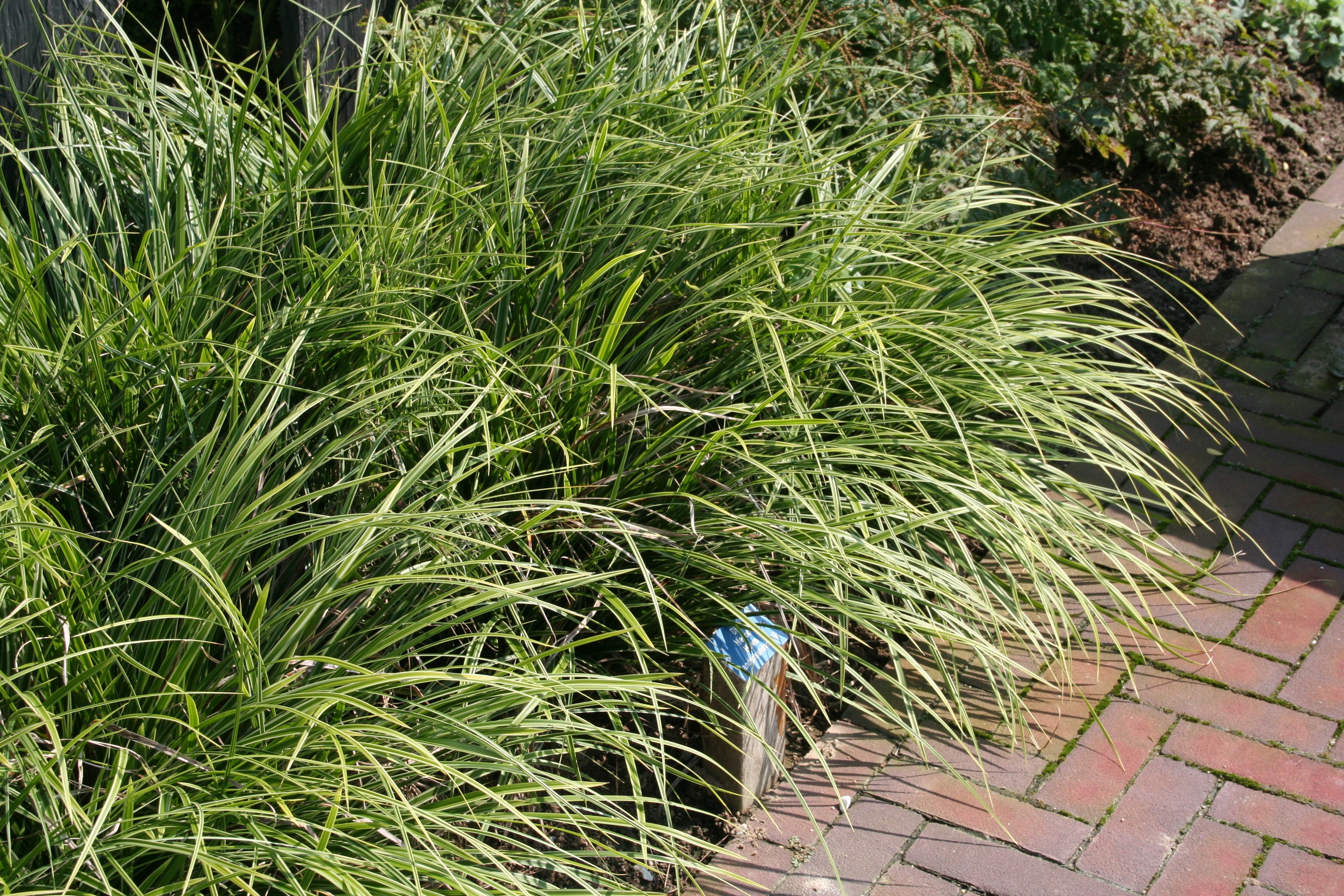 Осока 2. Осока 2. Осока дернистая. Осока (carex) эверголд. Карекс растение сорт prairie fire.