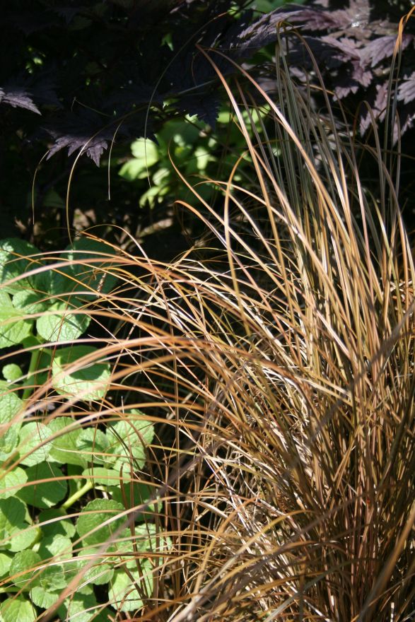 Carex comans 'Bronze Form' (Smalbladige zegge) | De Tuinen ...