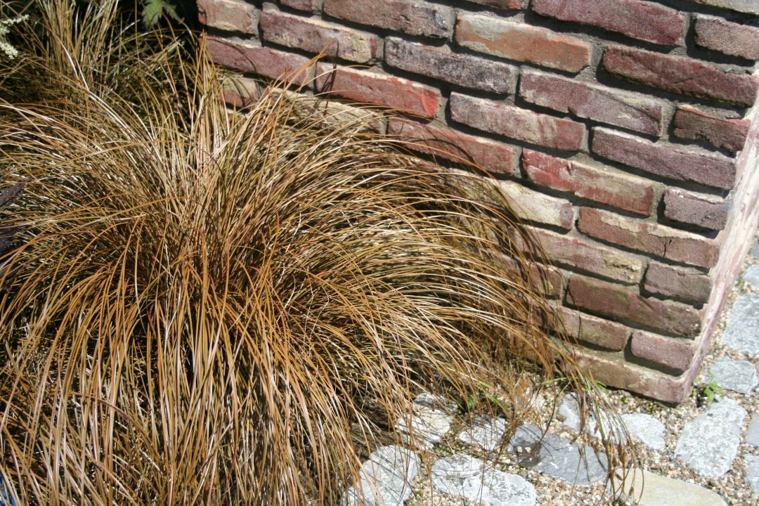 Carex comans 'Bronze Form' - Zegge | De Tuinen van Appeltern