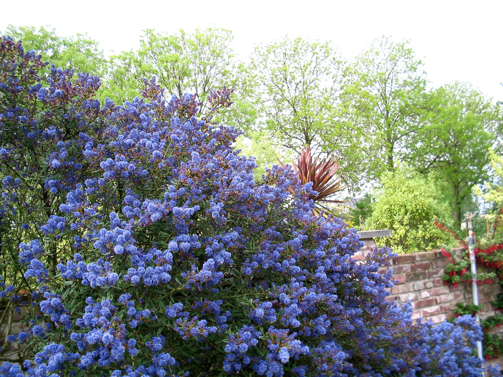 Ceanothus concha (latnatec)
